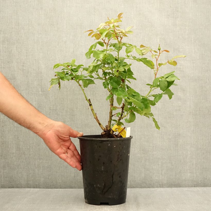 Rosa 'Bobino' - Shrub Rose 4L/5L pot sample as delivered in summer