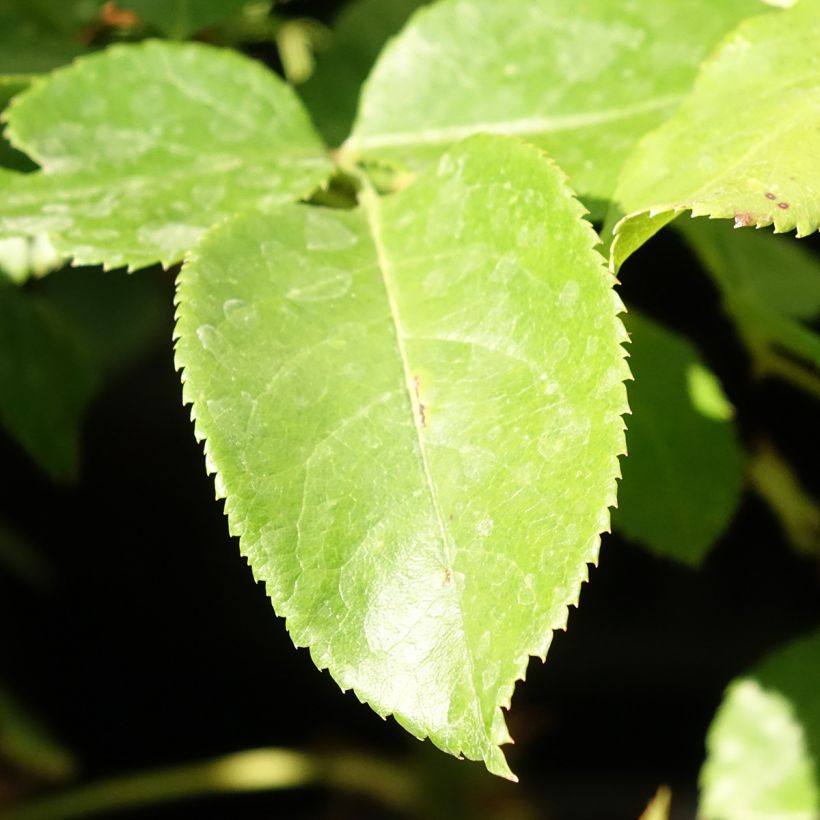 Rosa 'Bobino' - Shrub Rose (Foliage)