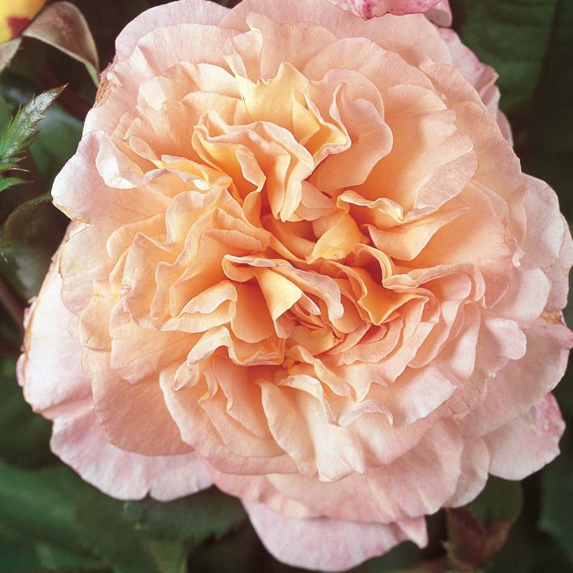 Rosa 'Fox-Trot' - Hybrid Tea Rose  (Flowering)