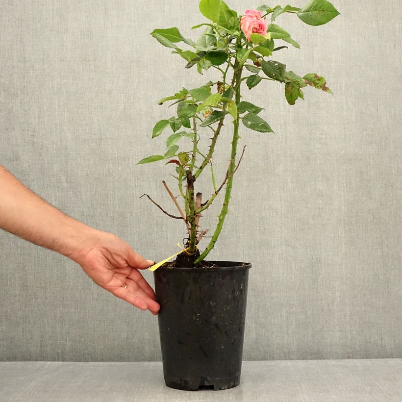 Rosa 'Fox-Trot' - Hybrid Tea Rose  4L/5L pot sample as delivered in summer