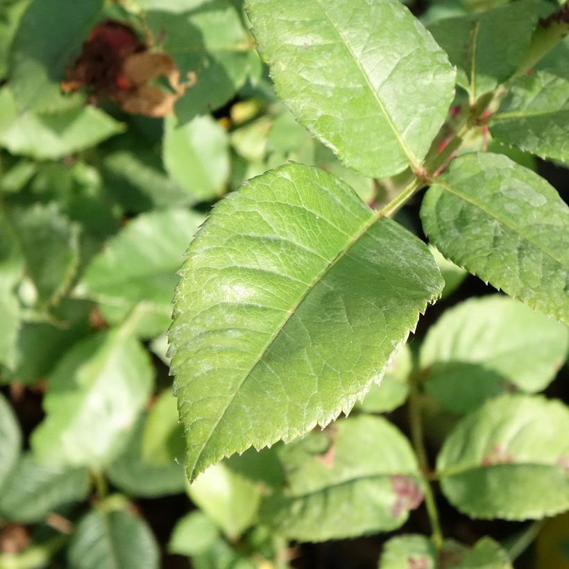 Rosa 'Fox-Trot' - Hybrid Tea Rose (Foliage)
