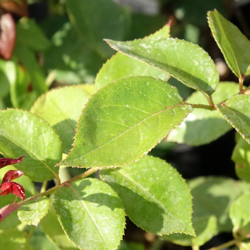 Rosa 'La Garçonne' - Hybrid Tea Rose (Foliage)