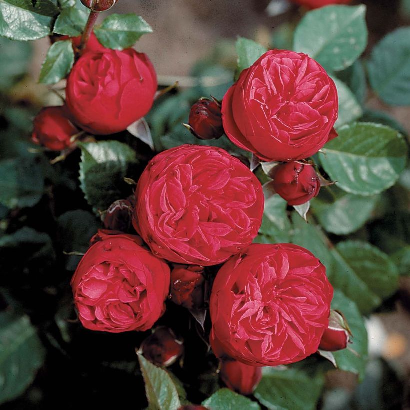 Rosa 'Mistinguett' - Floribunda Rose (Flowering)