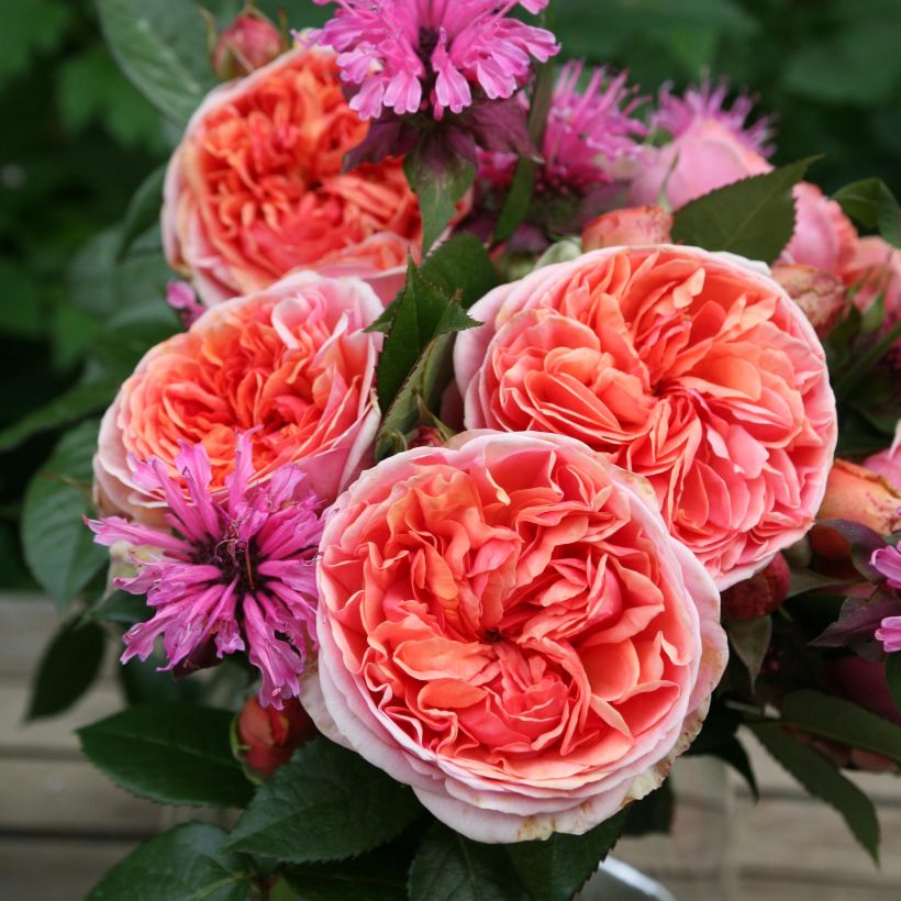 Rosa 'Music Hall' - Shrub Rose (Flowering)