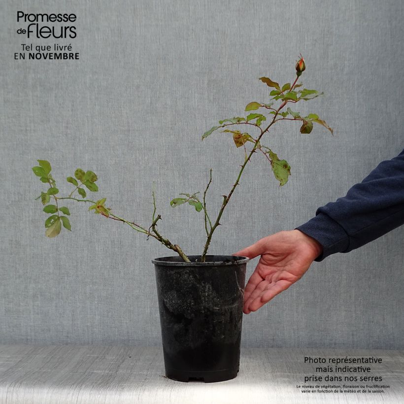 Rosa 'Louis de Funes' - Shrub Rose 4L/5L pot sample as delivered in autumn