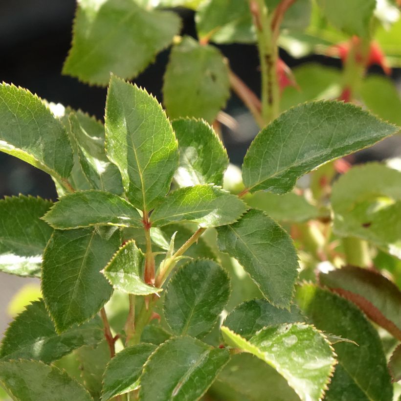 Rosa Macha Meril (Foliage)