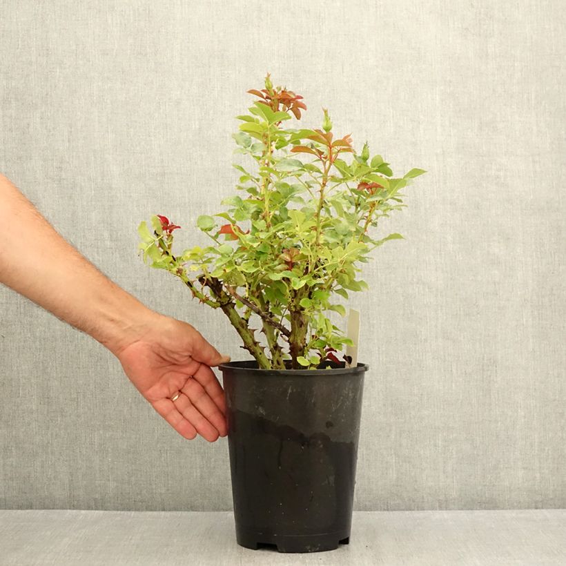 Rosa Macha Meril 4L/5L pot sample as delivered in summer