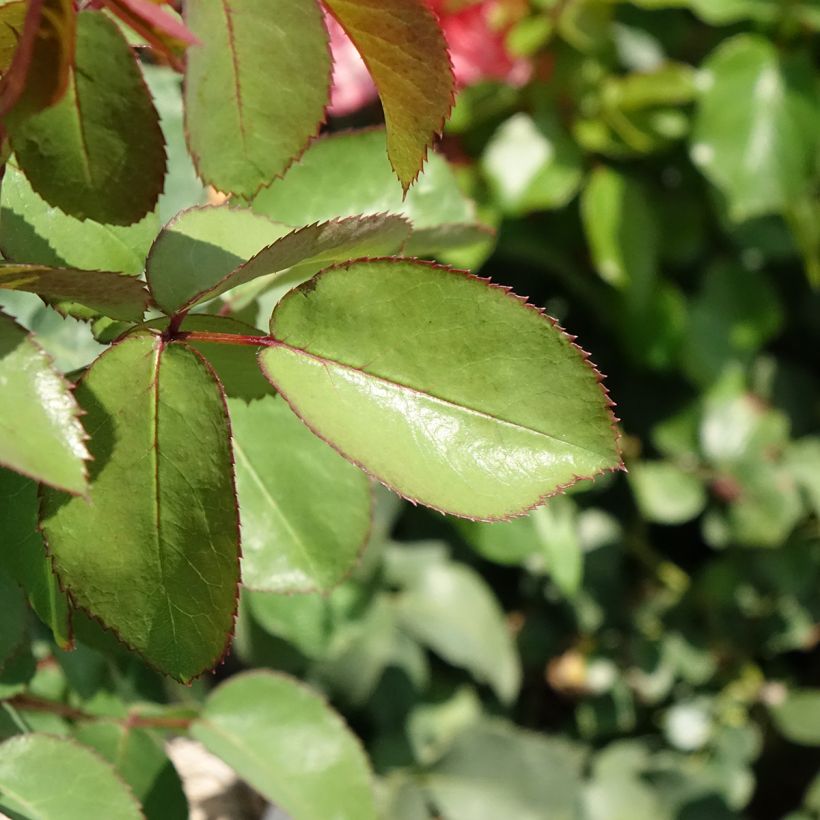 Rosa 'Meinostair' MADEMOISELLE MEILLAND® - Rosier Mademoiselle Meilland, Rosier Sweet Mademoiselle (Foliage)