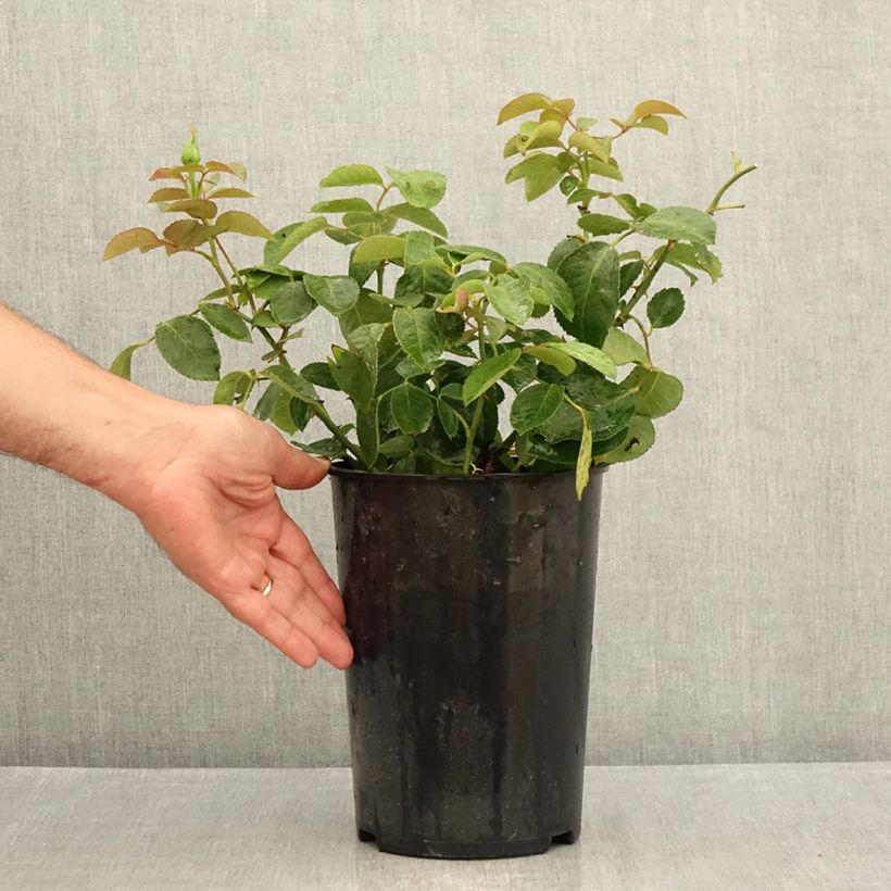 Rosa 'Mémoire' - Hybrid Tea Rose 4L/5L pot sample as delivered in summer