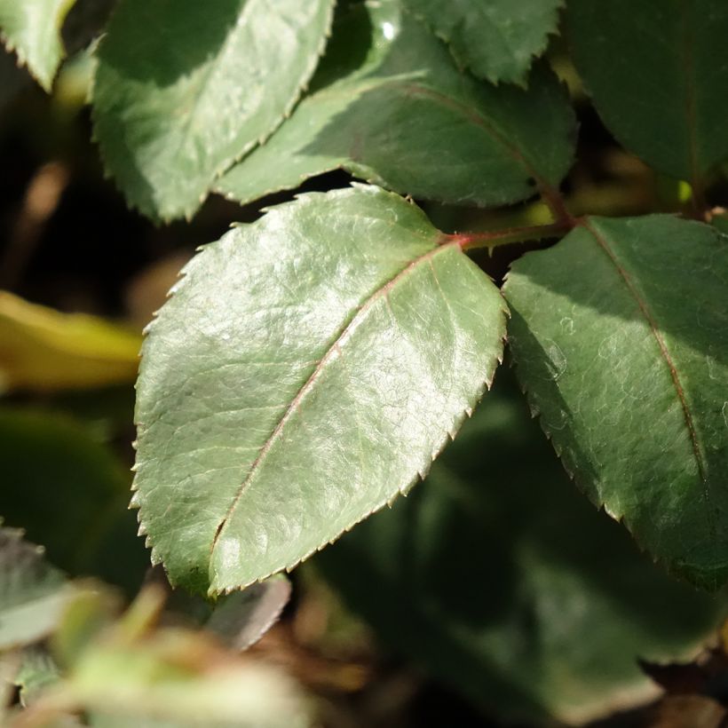 Rosa 'Mémoire' - Hybrid Tea Rose (Foliage)