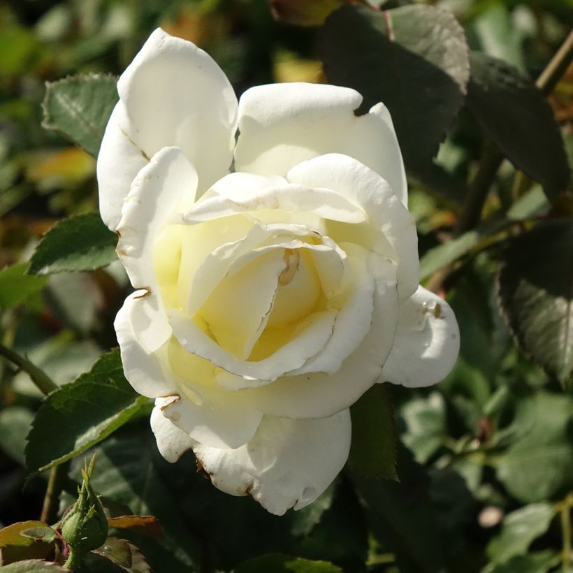 Rosa 'Mémoire' - Hybrid Tea Rose (Flowering)