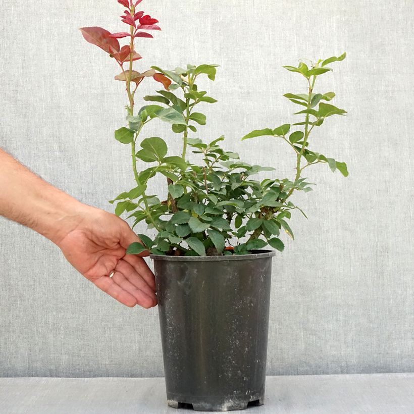 Rosa  'Meifaissel' METROPOLITAN® - Rosier Metropolitan, Rosier Queen Mary 2, Rosier Gardenia, Rosier Brilliance 4L/5L pot sample as delivered in summer