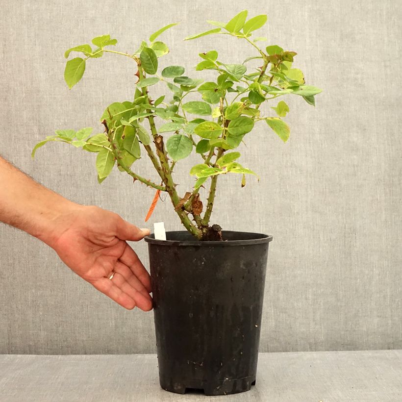Rosa 'Michelangelo' - Shrub Rose 4L/5L pot sample as delivered in summer