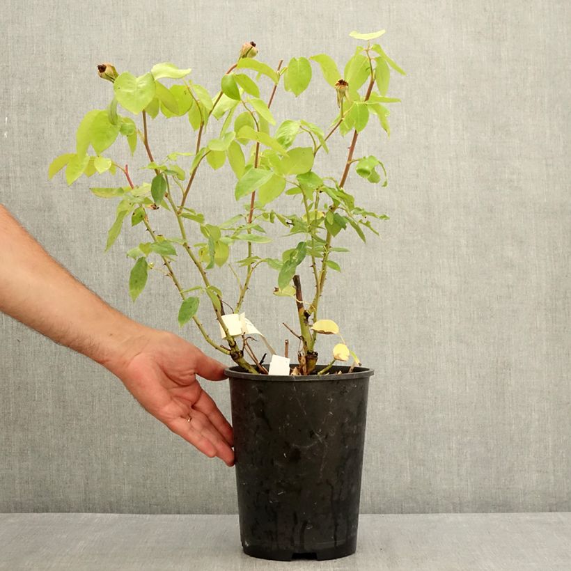 Rosa 'Michèle Meilland' - Shrub Rose 4L/5L pot sample as delivered in summer