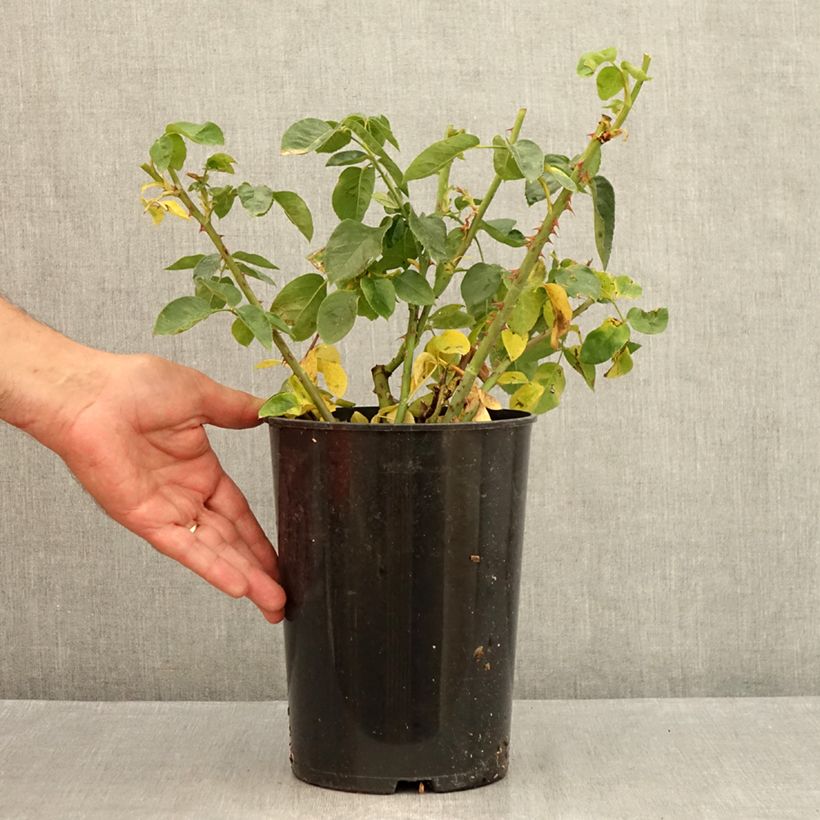 Rosa 'Madame A. Meilland' - Peace Rose - Hybrid Tea Rose 4L/5L pot sample as delivered in summer