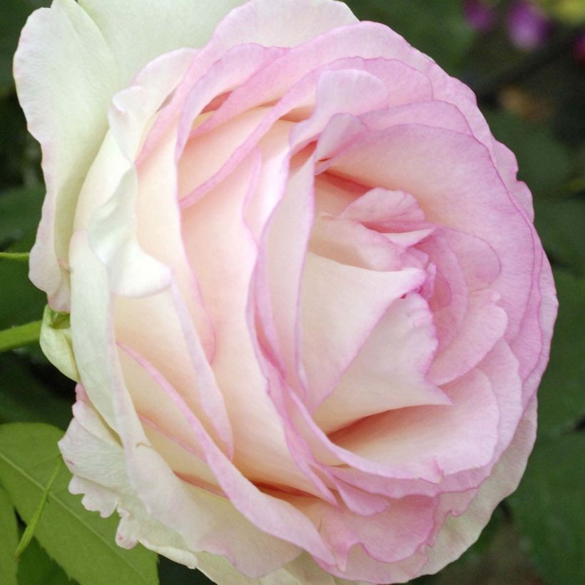 Rosa Moonstone - Hybrid Tea Rose (Flowering)