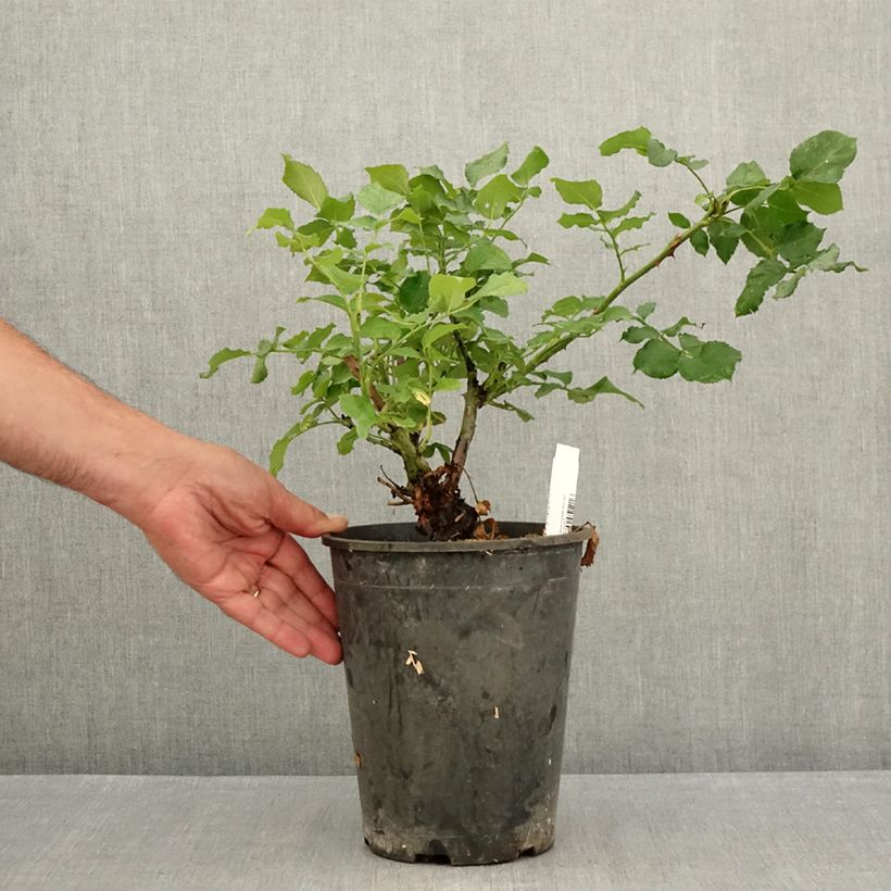 Rosa New Imagine - Shrub Rose 4L/5L pot sample as delivered in summer