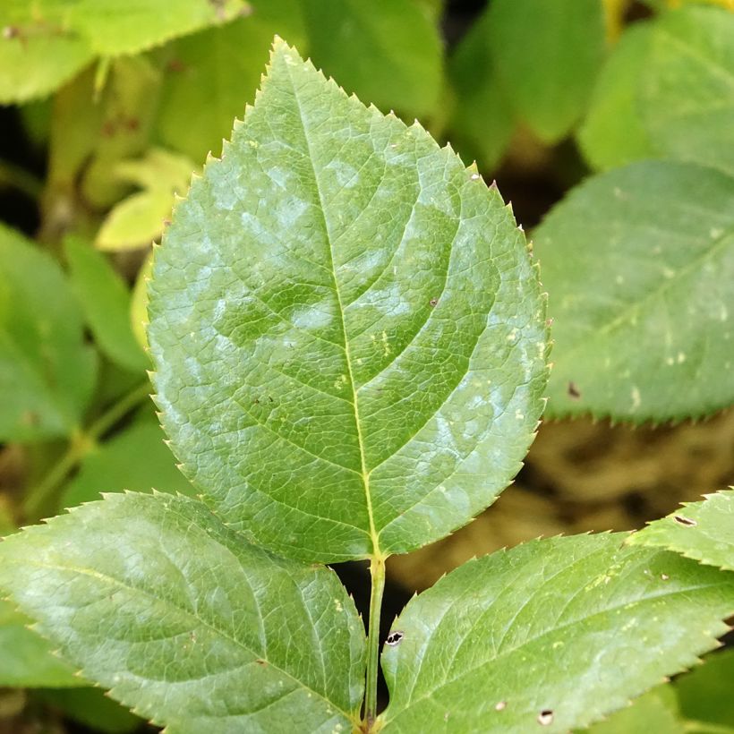 Rosa Noémie de Rothschild- Hybrid tea rose (Foliage)
