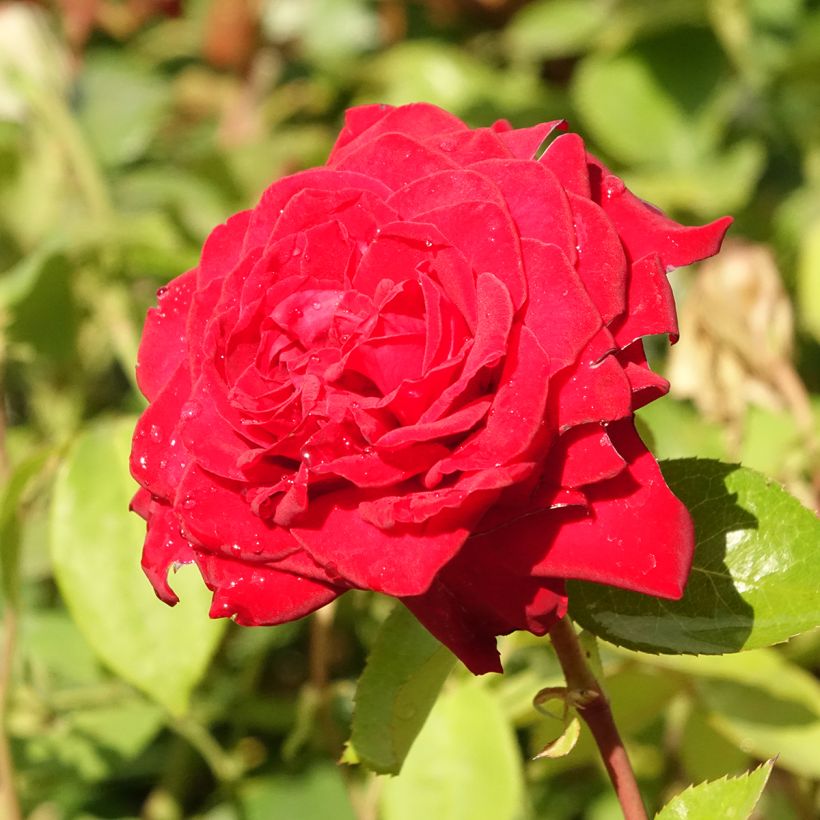 Rosa Noémie de Rothschild- Hybrid tea rose (Flowering)