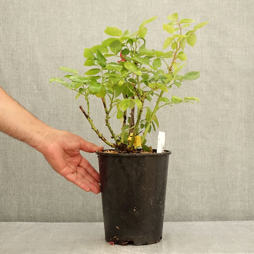 Rosa Noémie de Rothschild- Hybrid tea rose 4L/5L pot sample as delivered in summer