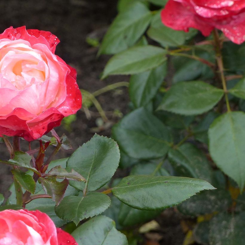 Rosa Nostalgie - Hybrid Tea Rose (Foliage)