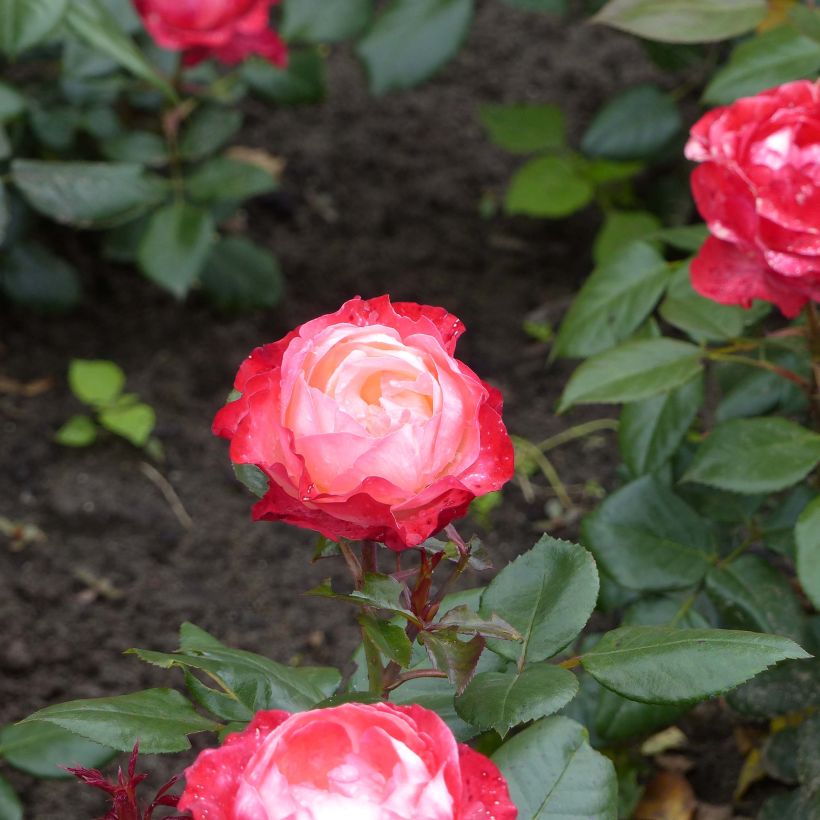 Rosa Nostalgie - Hybrid Tea Rose (Flowering)