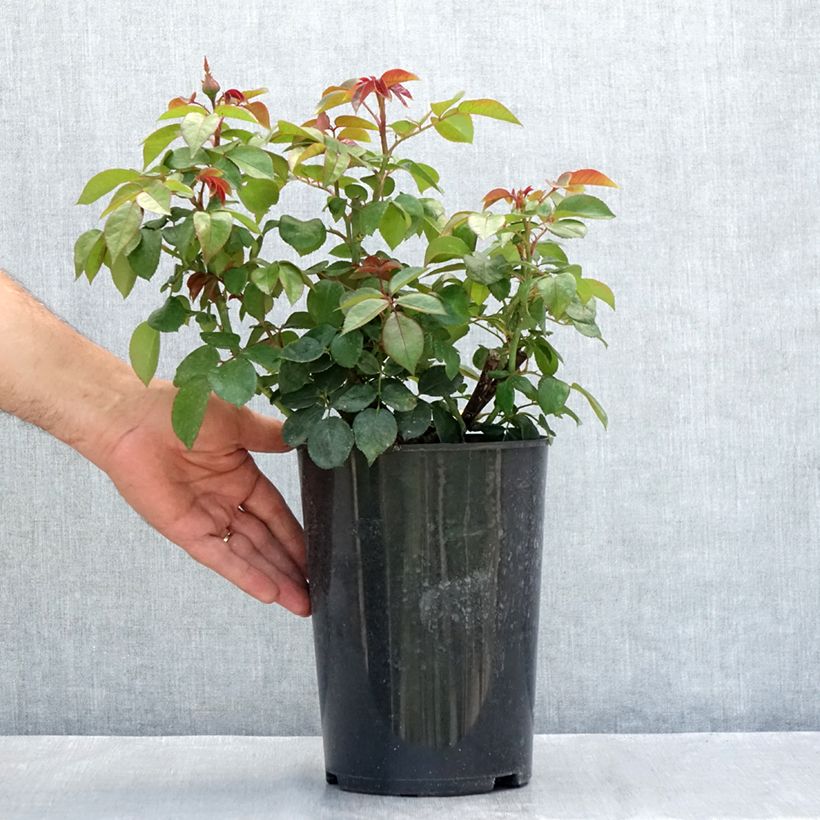 Rosa Nostalgie - Hybrid Tea Rose 4L/5L pot sample as delivered in summer