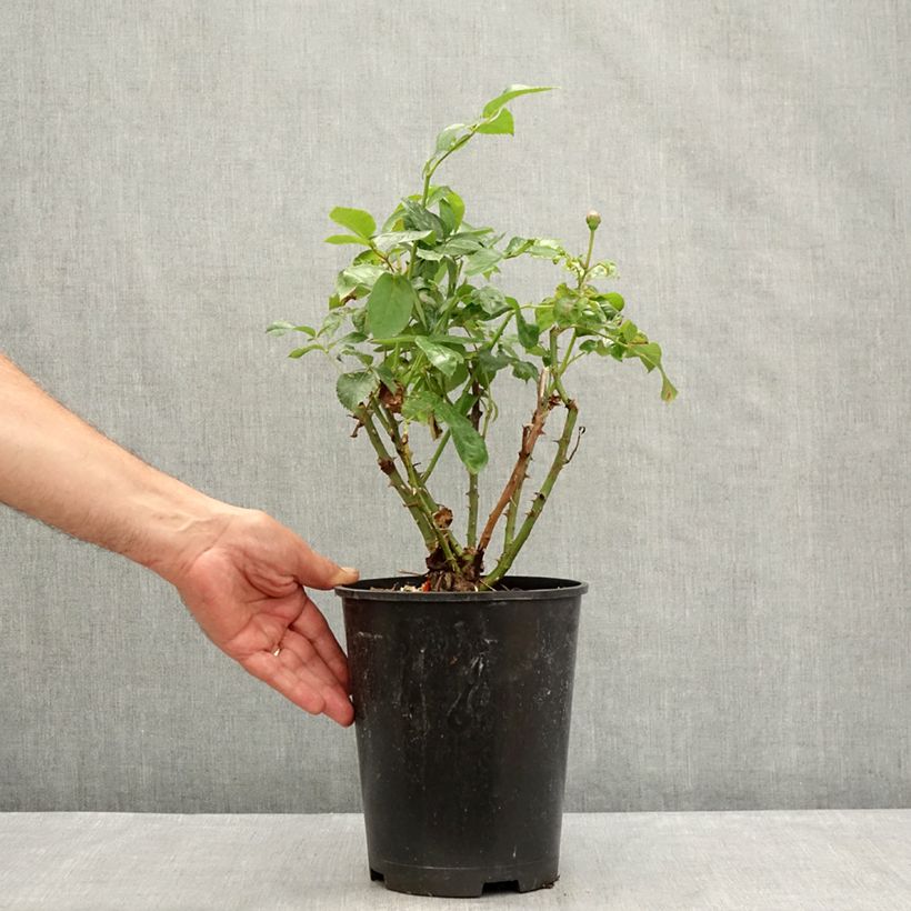 Rosa Pacific Sunset  4L/5L pot sample as delivered in summer
