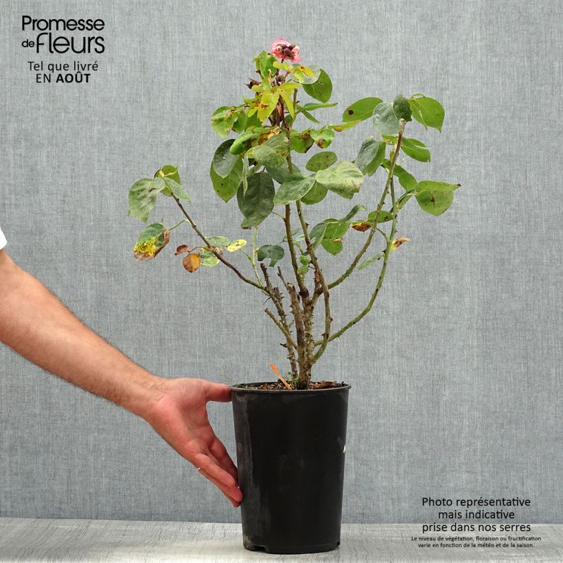 Rosa Pink Panther 4L/5L pot sample as delivered in summer