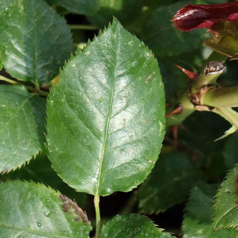 Rosa Parfum de Loire (Foliage)