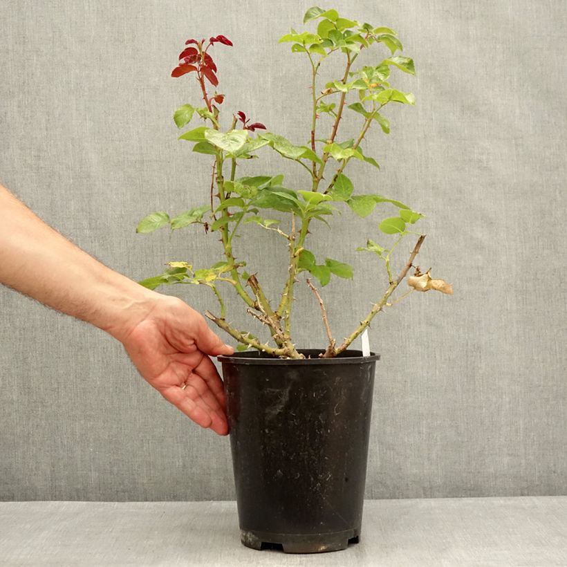 Rosa Parfum de Loire 4L/5L pot sample as delivered in summer