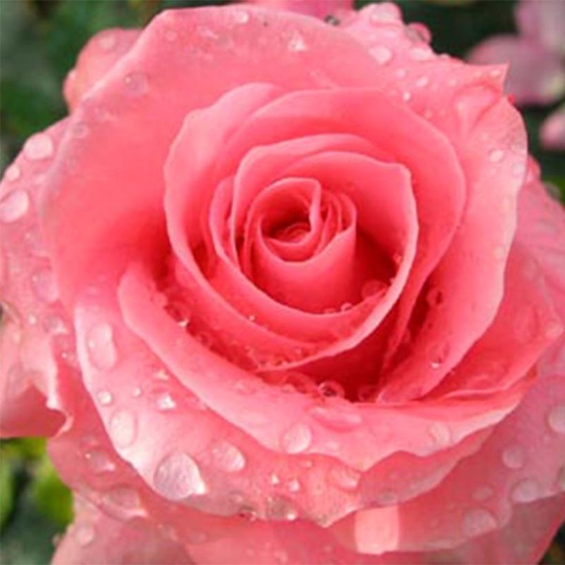 Rosa Paris d'Yves Saint-Laurent (Flowering)