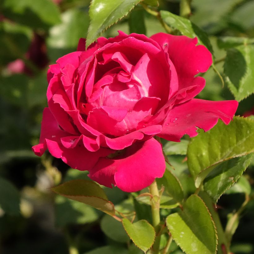 Rosa Perfume Factory (Flowering)