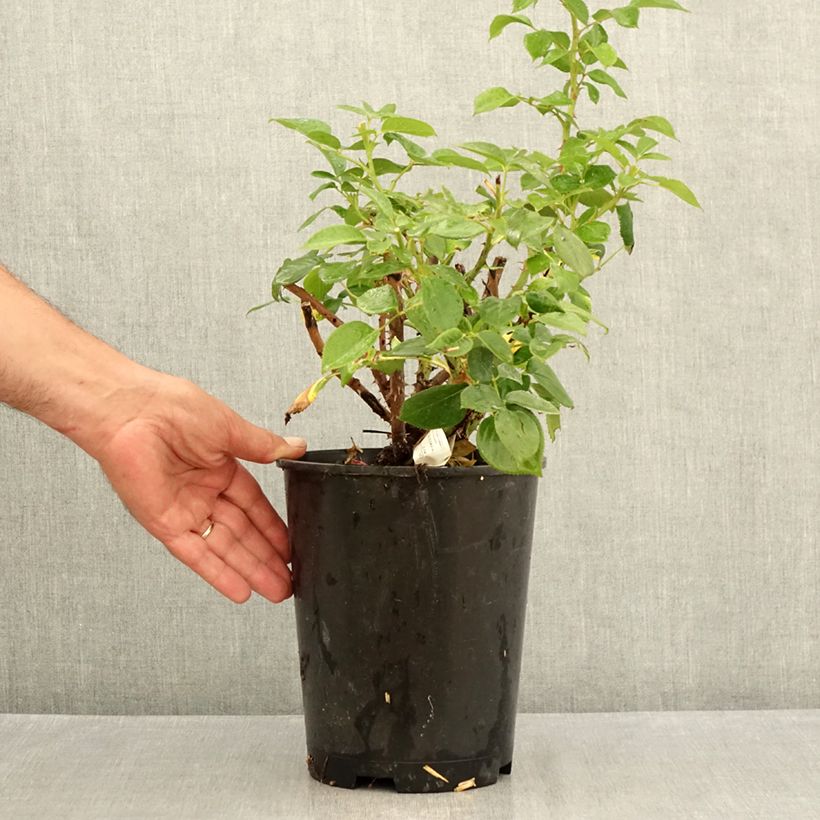 Rosa Perfume Factory 4L/5L pot sample as delivered in summer