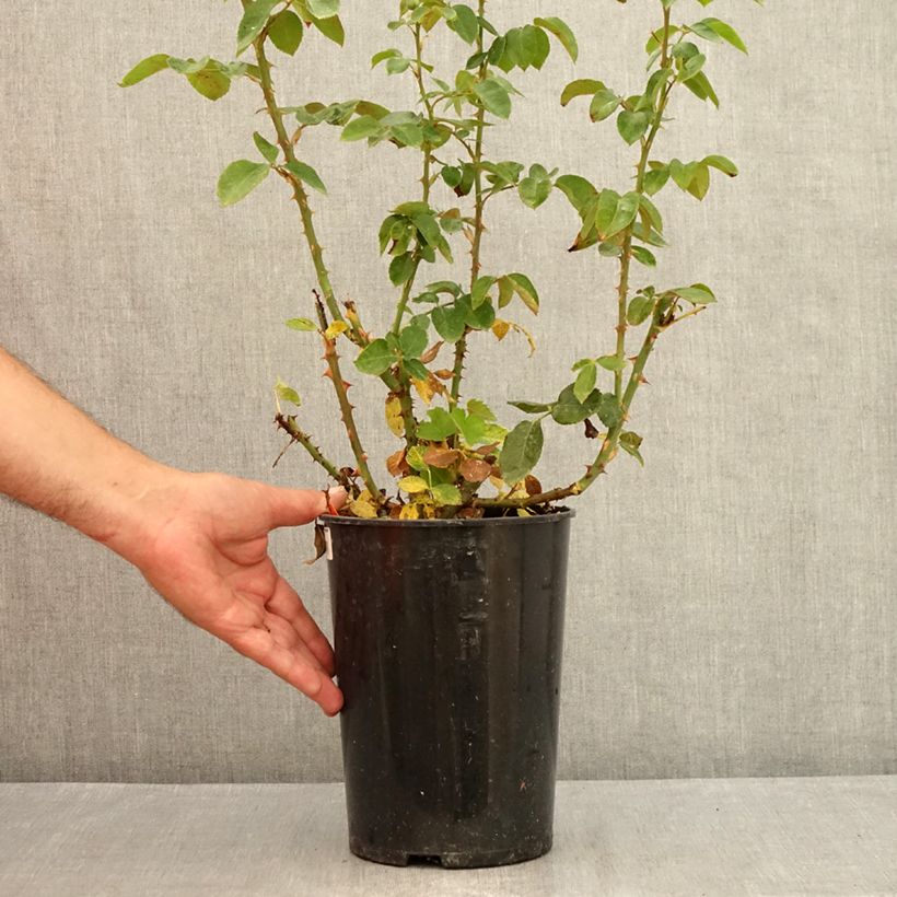 Rosa Pierre Arditi  4L/5L pot sample as delivered in summer