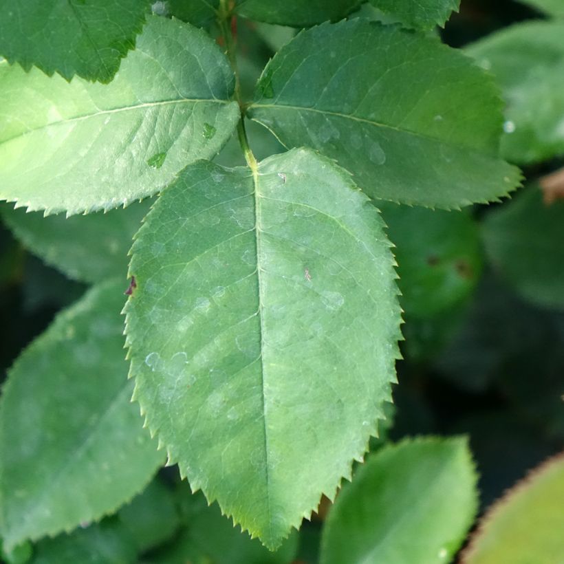 Rosa Pierre de Luxembourg (Foliage)