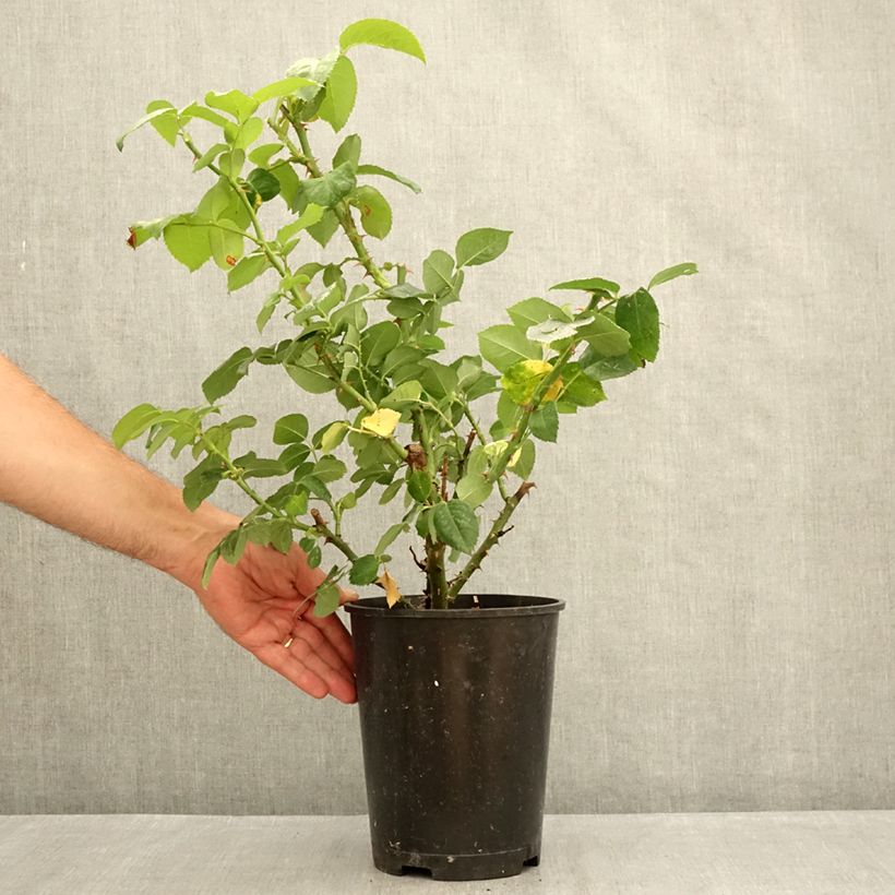 Rosa Pierre de Luxembourg 4L/5L pot sample as delivered in summer
