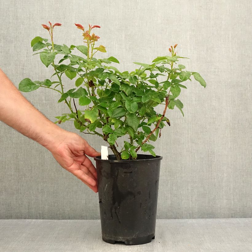 Rosa Pink Eureka 4L/5L pot sample as delivered in summer