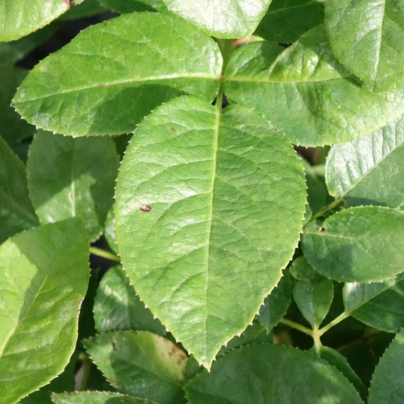 Rosa Pink Eureka (Foliage)