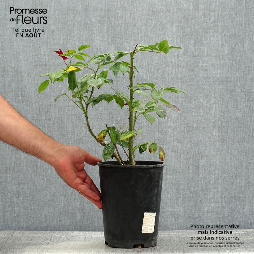 Rosa Poseidon  4L/5L pot sample as delivered in summer