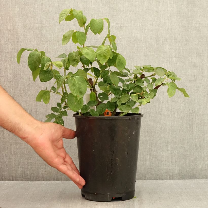 Rosa Prince Jardinier  4L/5L pot sample as delivered in summer