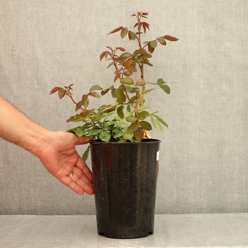 Rosa Princess of Monaco - Hybrid Tea Rose 4L/5L pot sample as delivered in summer
