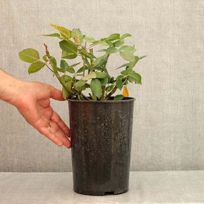 Rosa  Queen Elizabeth - Hybrid Tea Rose 4L/5L pot sample as delivered in summer