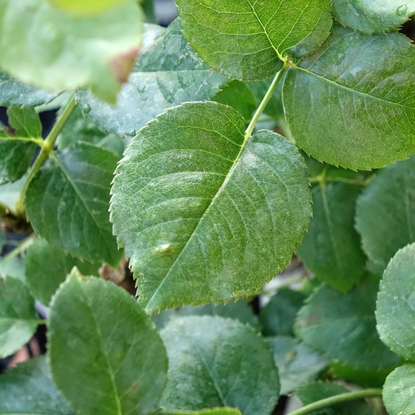 Rosa Ragazza  (Foliage)