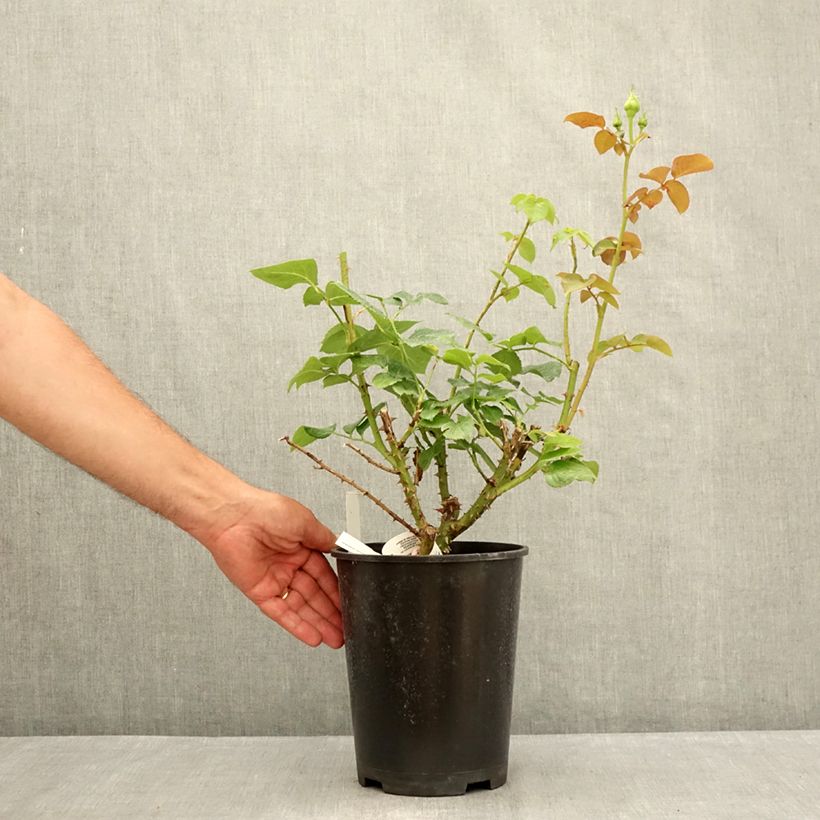 Rosa Ragazza  4L/5L pot sample as delivered in summer