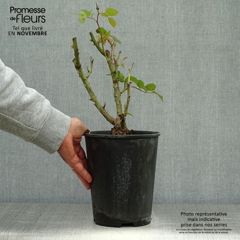 Rosa Remember  4L/5L pot sample as delivered in autumn