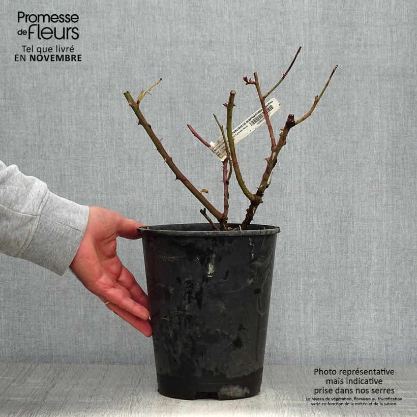 Rosa République de Montmartre 4L/5L pot sample as delivered in autumn