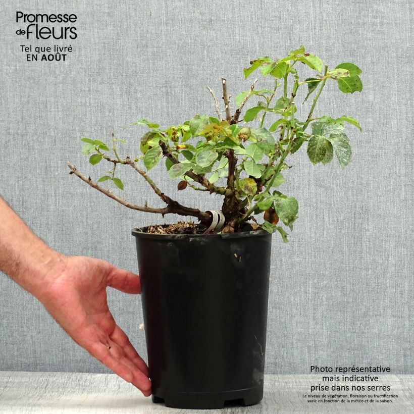 Rosa Rose Alleyson 4L/5L pot sample as delivered in summer