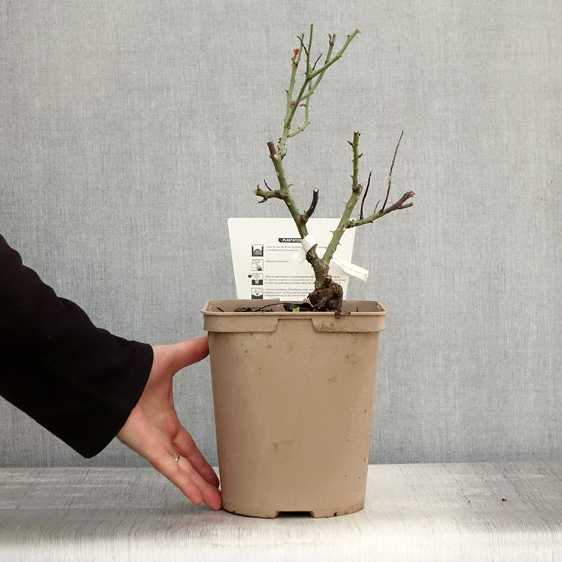 Rosa Rose Synactif by Shiseido 4L/5L pot sample as delivered in autumn