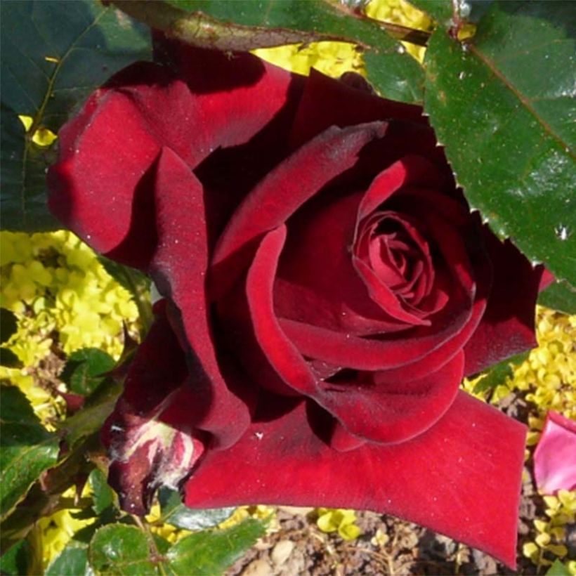 Rosa Rouge Adam  (Flowering)